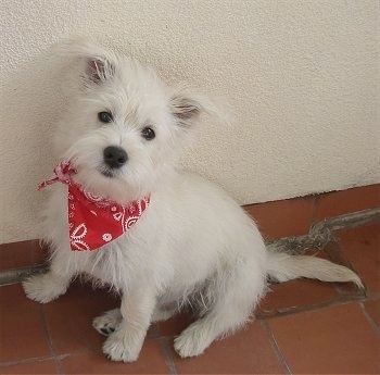 The left side of a white Wauzer puppy that is sitting against a white wall on top of a brick floor and it is wearing a red bandana. It has dark round eyes and a wiry looking coat.