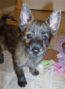 The front right side of a brown and black brindle Weeranian puppy that is standing across a tiled floor. There is a couple toys next to it.