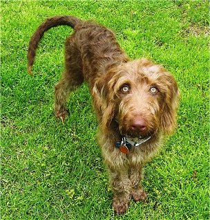 A brown wavy coated Weimardoodle dog is standing in a yard and it is looking up. The dog has wide round yellow eyes, a brown nose and a long tail.