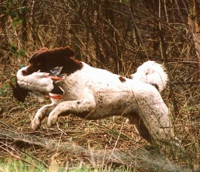Action shot - The left side of a white with black Wetterhoun dog running across a field with a duck in its mouth.