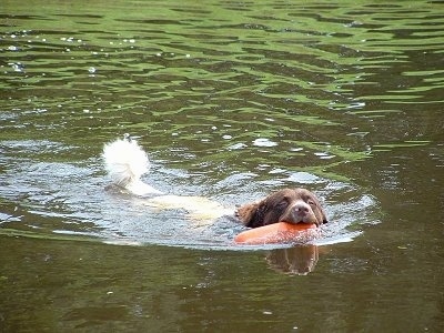 A white with brown Wtterhoun is swimming through a body of water with an orange item in its mouth.