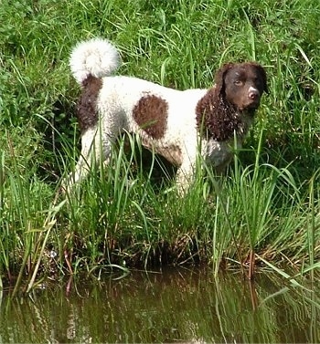 The right side of a curly coated white with brown wet Wetterhoun dog standing in tall grass near a small pond.