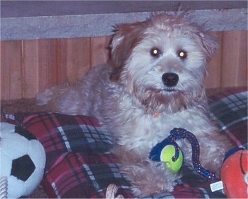 Front view - A soft fluffy looking tan Whoodle is layign on top of a plaid pillow and it is looking forward. There is a ball on a rope toy in front of it. The dog has a black nose and round eyes.