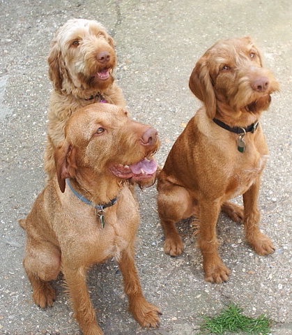 Three red Wirehaired Vizslas are sitting on a concrete surface and they are looking up and to the right. Two of the dogs have darker shorter fur and the dog sitting behind them has longer wavier fur.