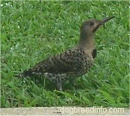 Woodpecker standing in a lawn