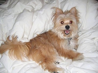 The right side of a long-haired tan Yoranian puppy that is laying across a white couch, its mouth is open and it looks like it is smiling. It has small triangular perk ears with fringe hair coming from them and a long thick coat with wide round eyes.