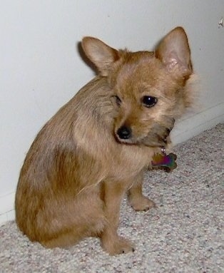 The right side of a tan Yoranian that is sitting against a wall and it is looking to the left. It has perk ears, dark eyes and a black nose.