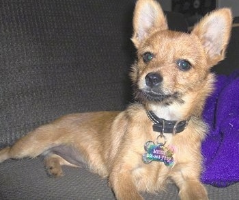 A tan Yoranian puppy is laying on a gray couch and it is looking forward. There is a purple blanket to the right of it. It has perk ears and dark eyes with longer hairs on its chin, neck and belly.