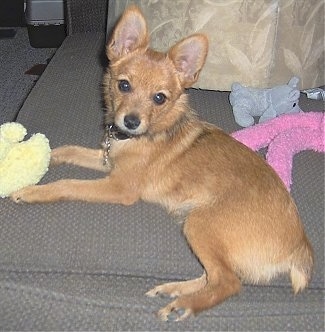 The front left side of a tan Yoranian puppy that is laying on a couch and it is looking forward. It has dark round wide eyes, perk ears and a docked tail.