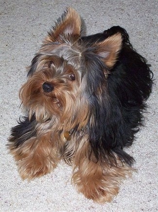 Top down view of a thick coated, black with brown Yorkshire Terrier dog laying on a tan rug. It is looking up and to the left. The long hair on its face is laying flat and fringing out showing a smooth snout and wide brown eyes.