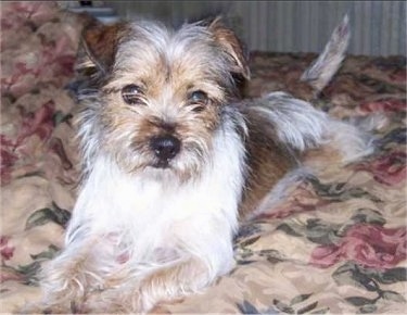 A scruffy looking white with brown Yorkie Russell is laying across a bed with floral print sheets and it is looking forward. Its small ears fold over to the front.