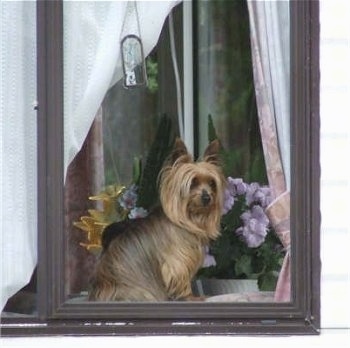 The right side of a longhaired brown with black Yorkie dog sitting across a windowsill with a flower behind it. It has large perk ears.