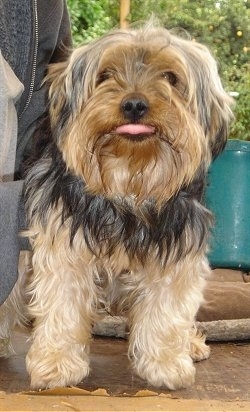 A thick-coated, tan and black Yorkipoo dog standing on a porch, it is looking forward, its mouth is open and its tongue is sticking out.