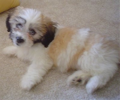 The left side of a soft looking white with tan and brown Zuchon puppy laying across a tan carpet. Its head is tilted to the right and it is looking forward.