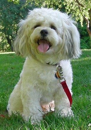 Front view - A white with black Zuchon dog is sitting in grass and it is looking slightly to the left. Its mouth is open and tongue is out. It has longer hair on its ears and head and its coat is shaved shorter.