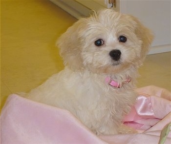 The right side of a soft, white Zuchon puppy that is sitting on top of a pink covering on a wicker chair.