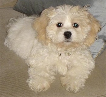 A thick coated, white and tan, soft looking, Zuchon puppy is laying down on a carpeted surface and it is looking up. Its hair is wavy, it has a black nose and dark round eyes.