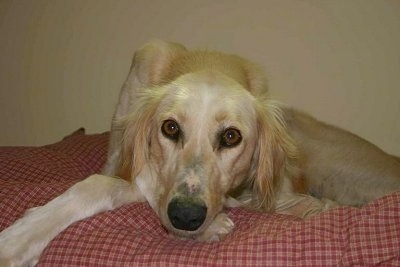 Front view - A tan with white Saluki is laying down on a bed and it is looking forward.