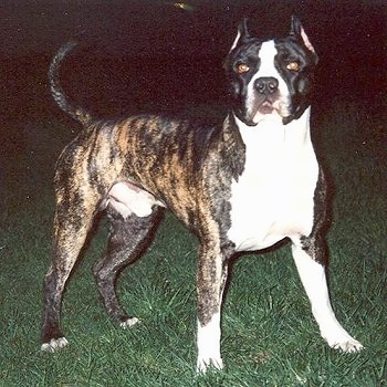 The front right side of a brindle with white American Bandogge Mastiff is standing on grass with its tail up and it is looking forward.