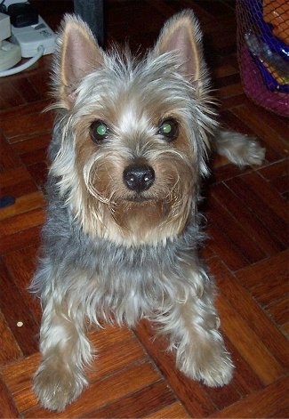 A soft looking, tan and grey Silky Terrier dog is laying on a wodd tiled floor, it is looking up and forward.