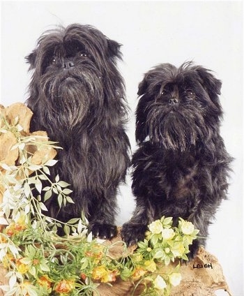 Two black Affenpinscher Puppies are standing in front of a white backdrop with flowers in front of them