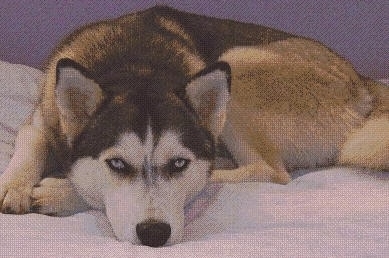 A black with white and gray blue-eyed Alusky is laying down in a circle on a bed and it is looking forward.