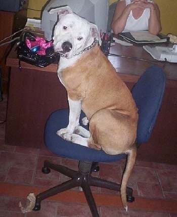The left side of a tan with white American Bulldog that is sitting in an office swivel chair, it is looking forward and there is a person sitting behind a desk.