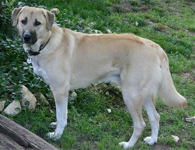 The left side of a tan Anatolian Shepherd that is standing across grass in front of wooden stairs