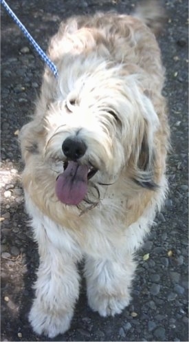 The front left side of a tan with white Aussiedoodle that is standing on a blacktop surface with its mouth open and its tongue out.
