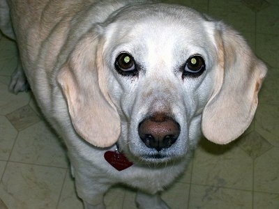 Close Up - A white and tan Labbe is standing on a tan tiled floor and looking up
