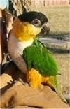 A green, white, yellow and black Caique is standing on a bag and it is looking to the right.