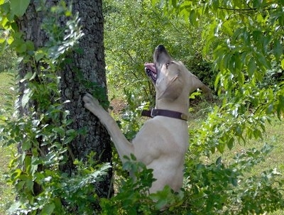 Moonpie the Black Mouth Cur jumping up at and looking up a tree