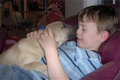 Moonpie the Black Mouth Cur as a puppy licking a child in the face on a couch