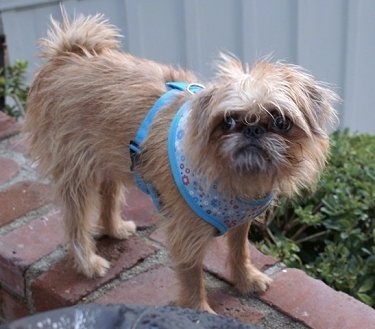 Oskar the Brug wearing a blue harness standing on a brick wall looking at the camera holder