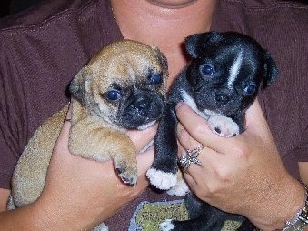 Two Buggs Puppies being held close to a persons chest
