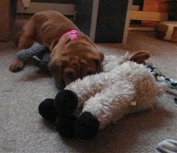 Bailey the Ba-Shar as a puppy laying on a carpet in front of a couple plush toys