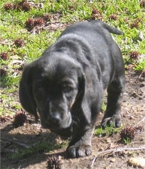 A black Basset Retriever puppy is walking through mud