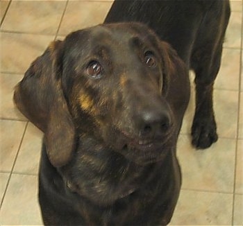 Topdown view of a black with brown Basset Retriever that is standing on a tile and it is looking up.