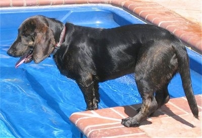 The left side of a black Basset Retriever that is standing on the edge of a pool and it is looking to the left.