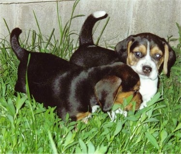 Two Beagle Puppies standing in tall grass in front of a rock structure