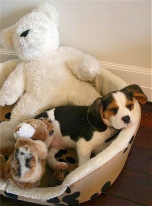 Fifa the Beaglier puppy sleeping in a dog bed with Plush animals surrounding him