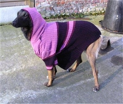 Zaita the Belgian Malinois wearing a sweater with a hood over its head