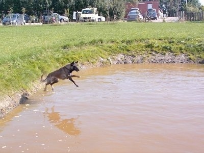 Action shot - Zaita the Belgian Malinois in mid-air jumping into a pond