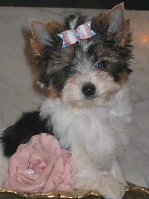 Biewer Yorkie puppy sitting on a golden leaf with a ribbon in its hair and a pink rose flower next to it