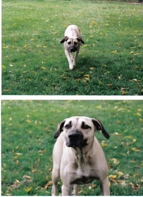 Top Photo - Tikka the Black Mouth Cur moving towards the camera holder, Bottom Photo Close Up - Tikka the Black Mouth Cur standing on grass