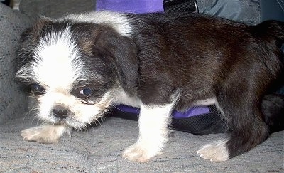 Close Up - Bo-Shih puppy standing on a couch in front of a bag