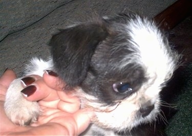 Close Up - Bo-Shih puppy looking into the distance with its paw in a persons hand