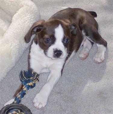 Marley the Boglen Terrier as a puppy sitting on the carpet next to a dog bed with a rope toy and a toy wheel