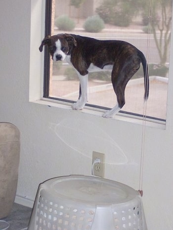 Marley the Boglen Terrier standing on the window sill looking at the camera holder
