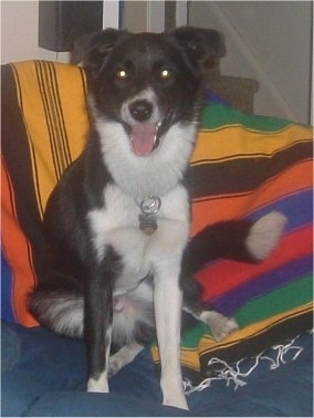 Front view - A black with white Borador dog is sitting on a blue couch  and on top of a colorful striped throw blanket looking forward. Its mouth is open, tongue is out and it looks like it is smiling. Its ears are small compared to its head and it has a rough of longer fur around its neck. Its legs look long for its size.